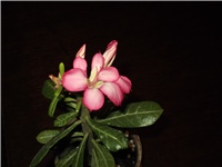 ff30b0da-Picture 003.jpg